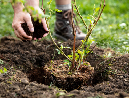 NaturFreundePfungstadt Waldoptimismus